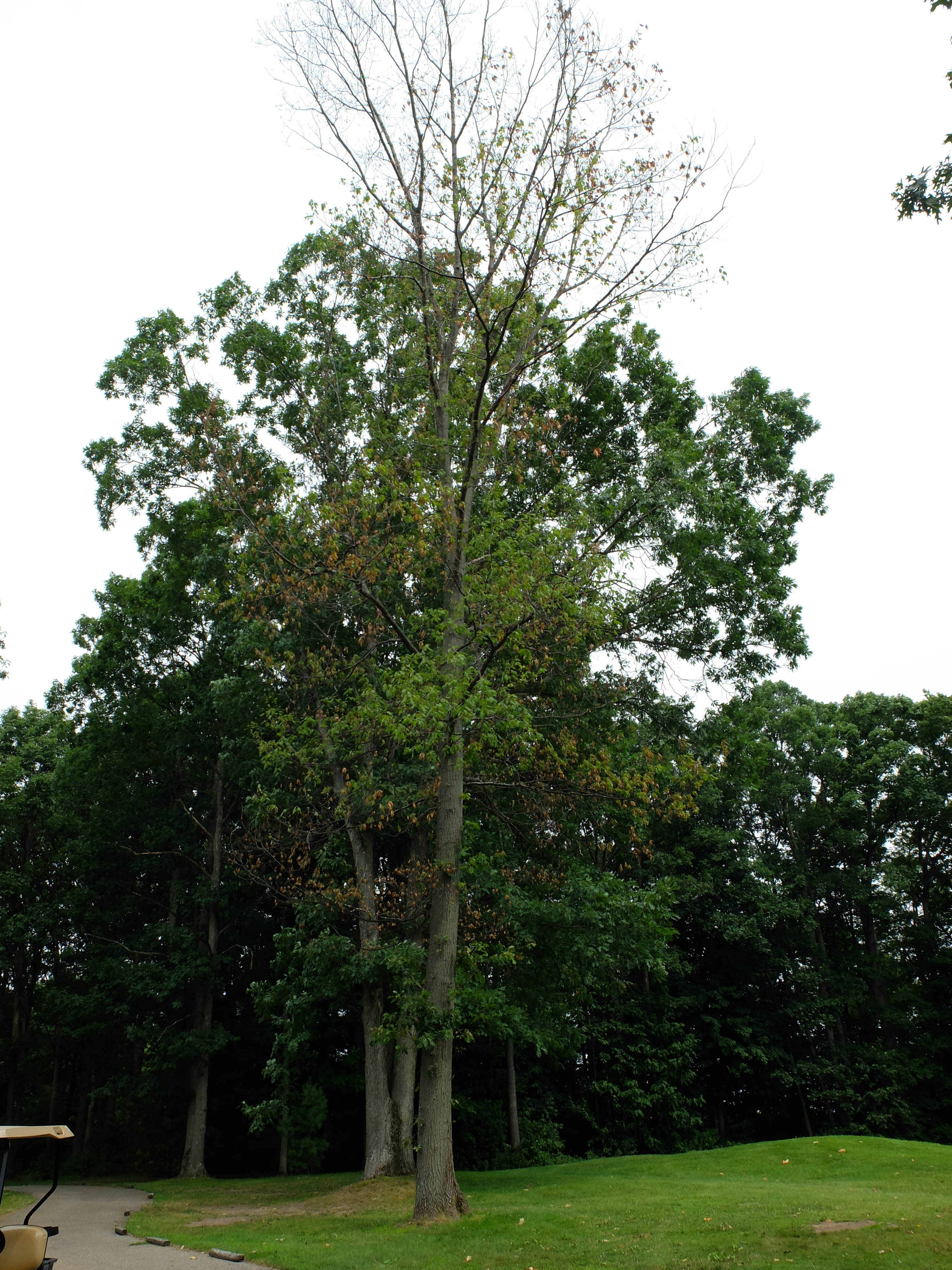 Symptomatic oak tree